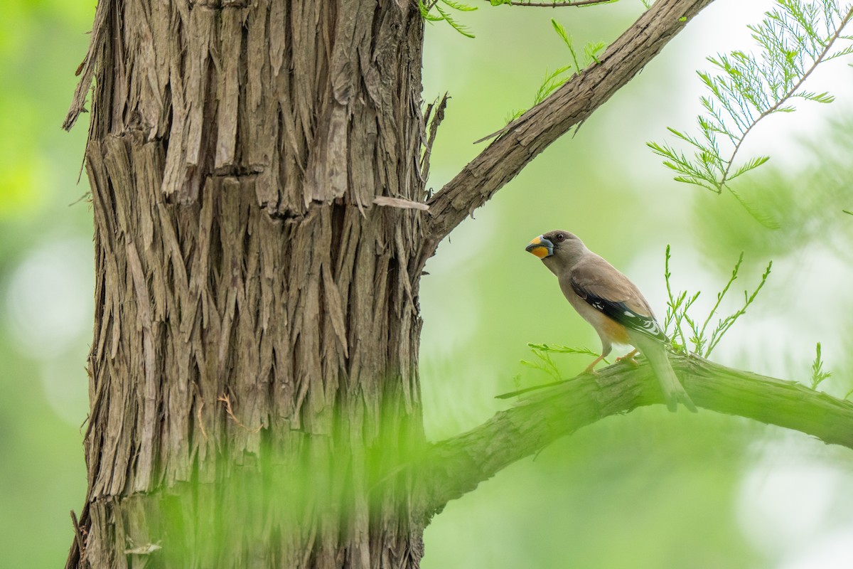 Yellow-billed Grosbeak - ML634018953