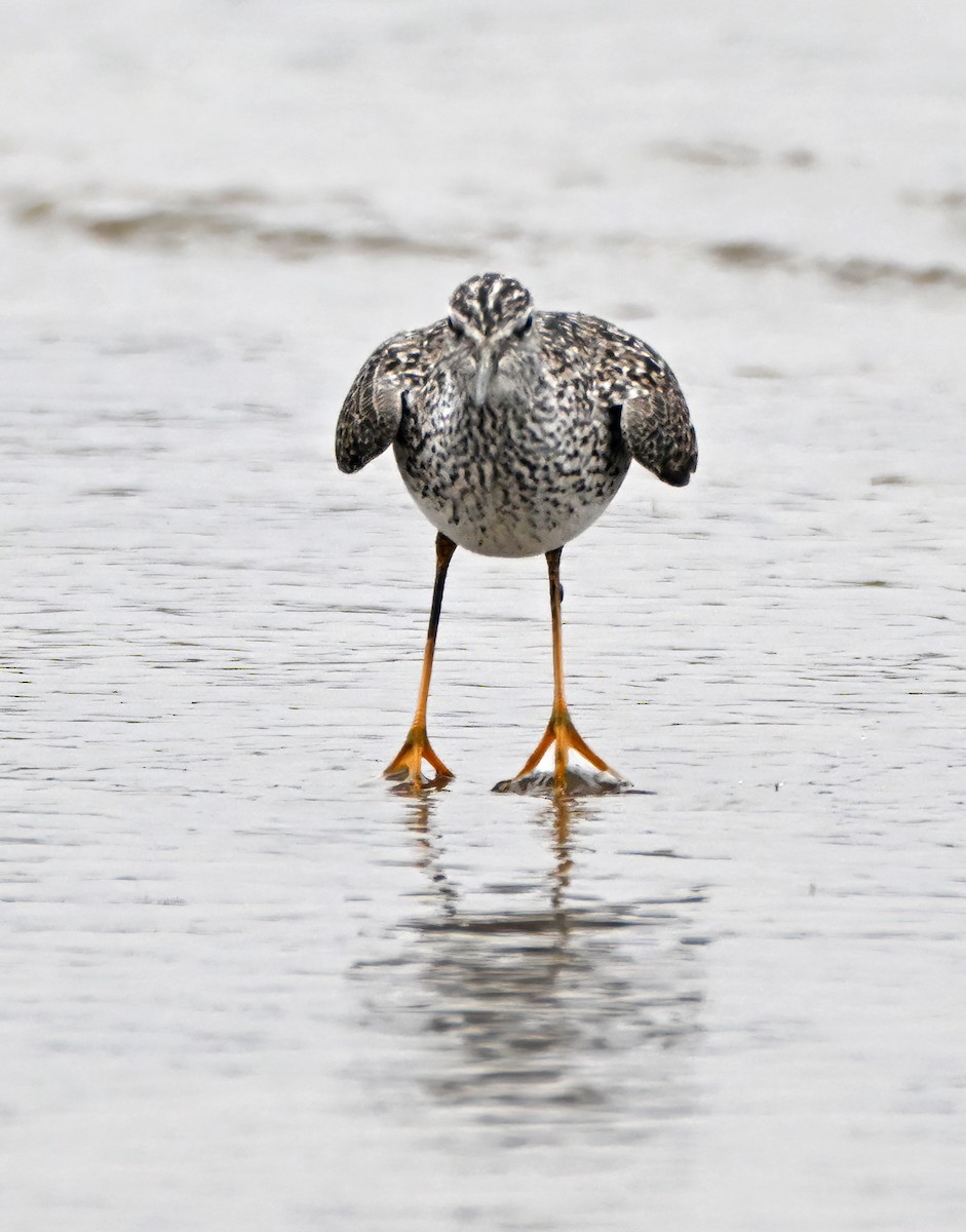 Greater Yellowlegs - ML634018954