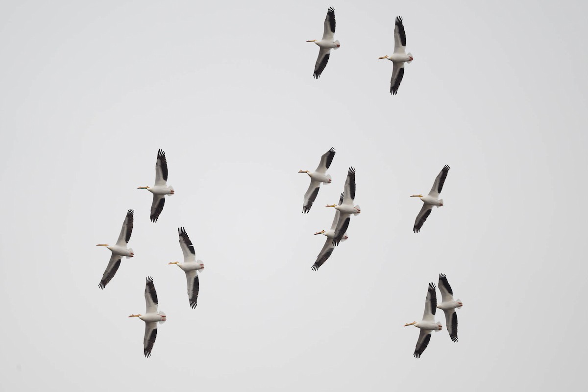 American White Pelican - ML634018956
