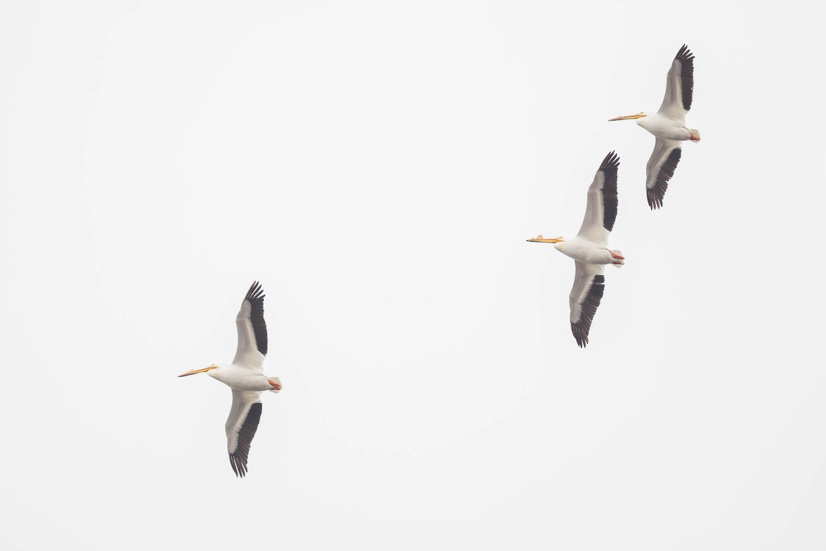 American White Pelican - ML634018957