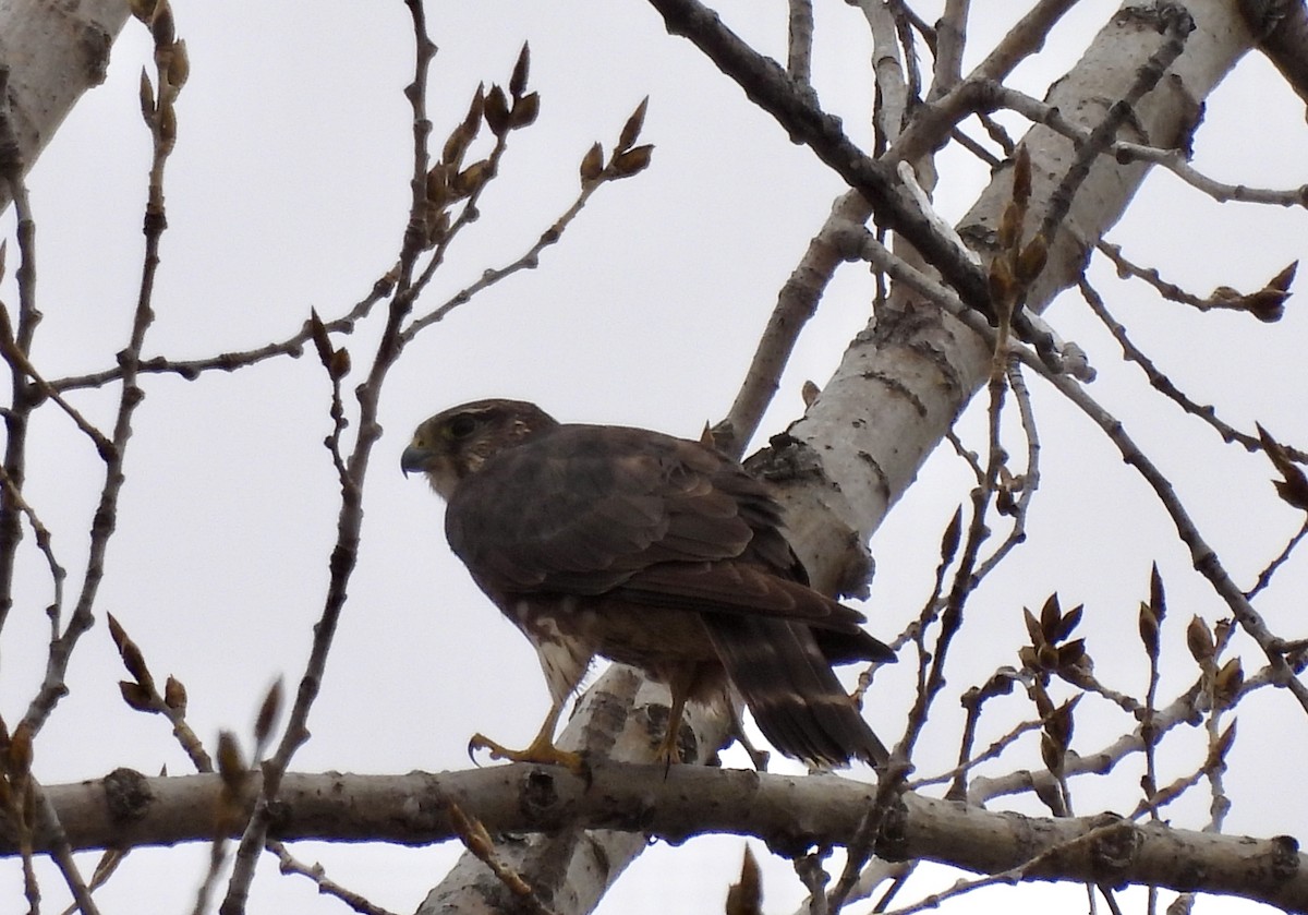 Merlin - ML634018959