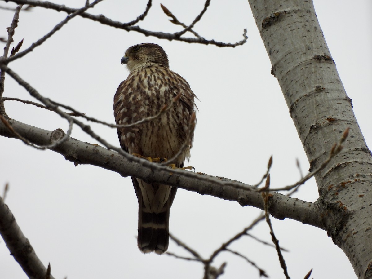 Merlin - ML634018960