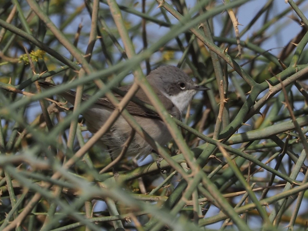 Lesser Whitethroat - ML634018963
