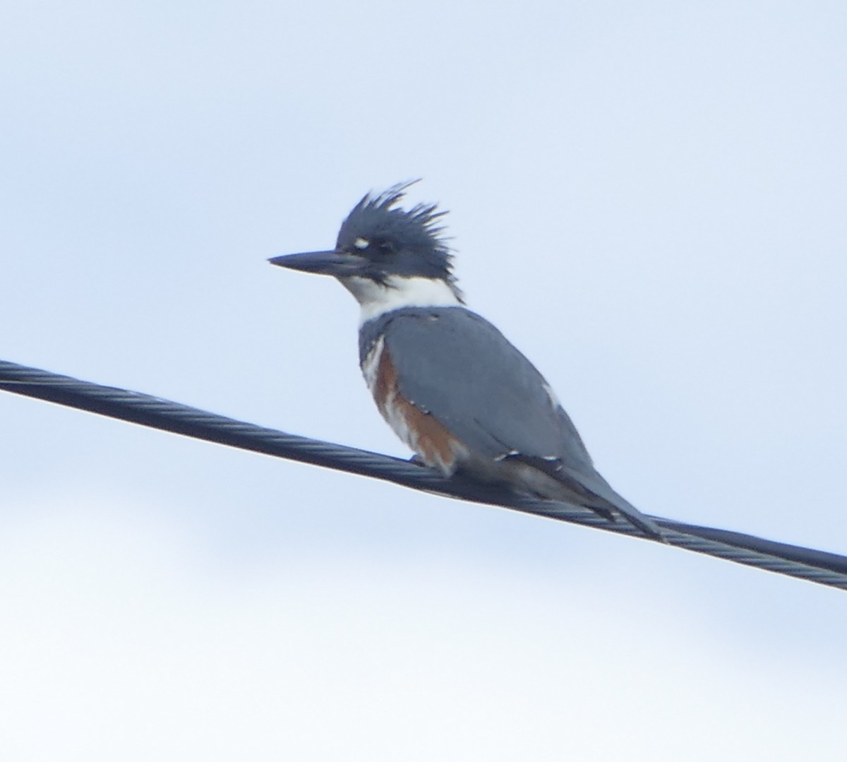 Belted Kingfisher - ML634018964