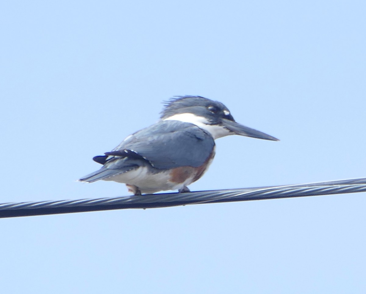 Belted Kingfisher - ML634018965