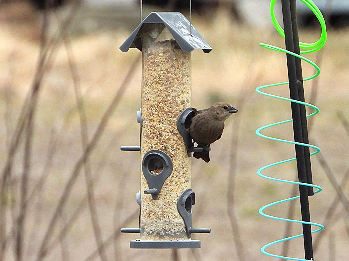 Brown-headed Cowbird - ML634018967