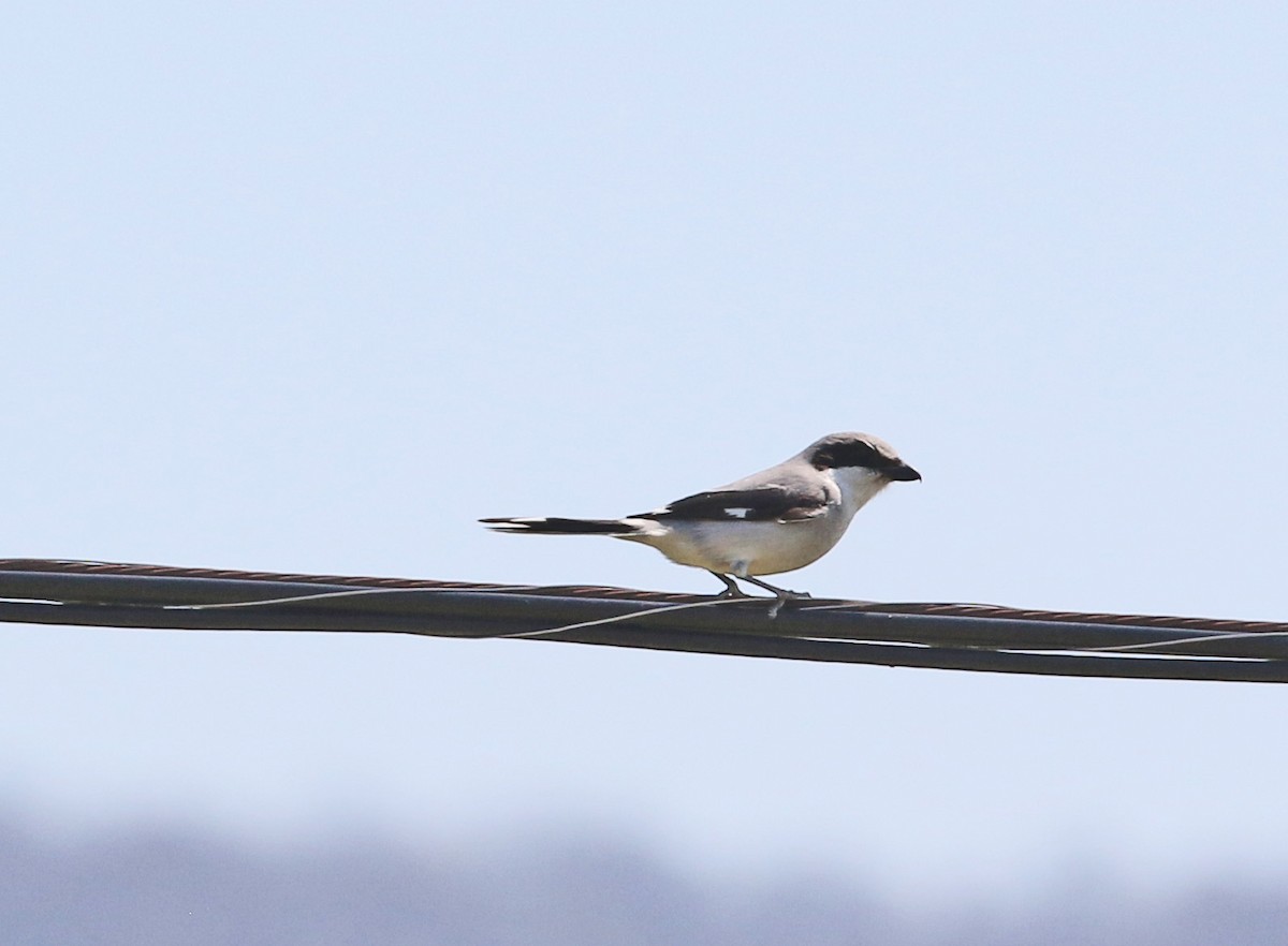 Loggerhead Shrike - ML634018996