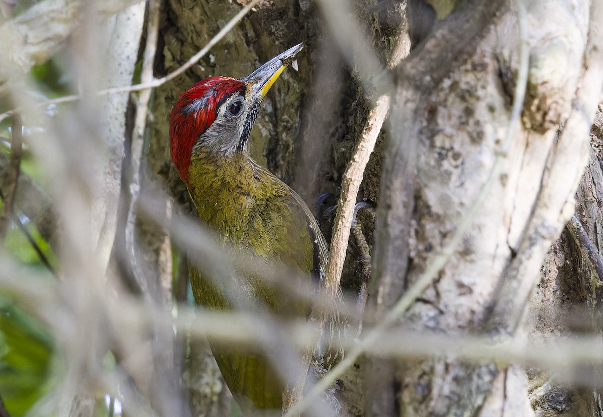 Streak-breasted Woodpecker - ML634019362