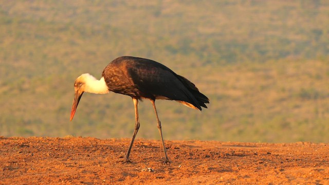 African Woolly-necked Stork - ML634019405