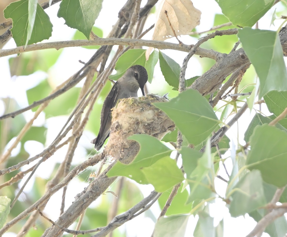 Black-chinned Hummingbird - ML634019425