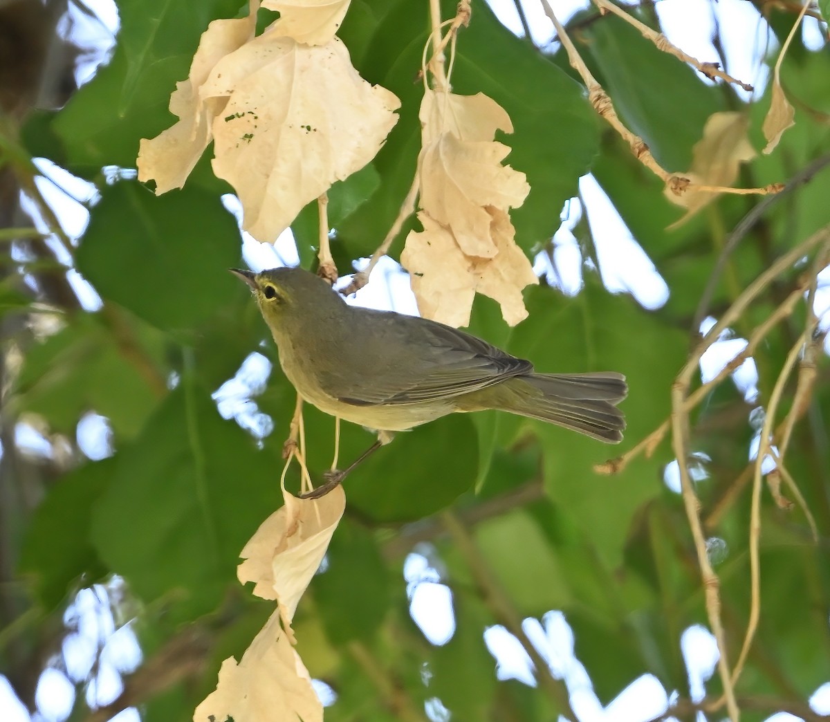Nashville Warbler - ML634019493