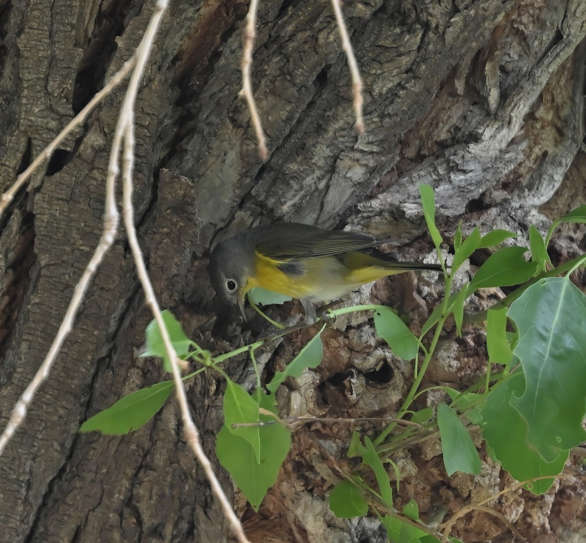 Nashville Warbler - ML634019499