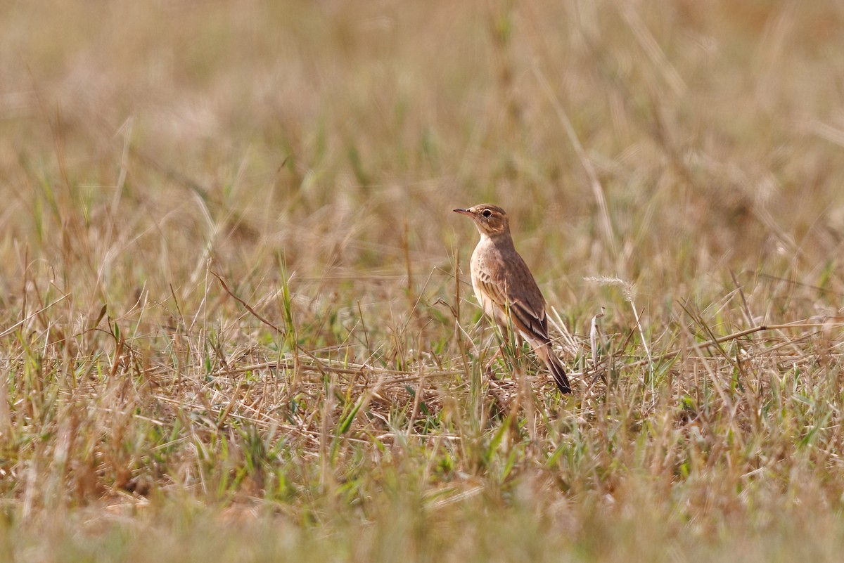 Buffy Pipit - ML634019864