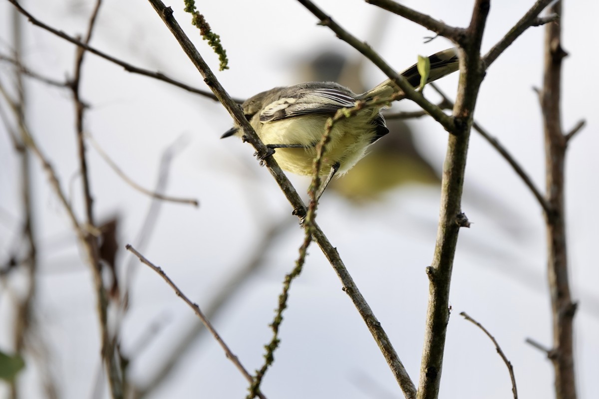Lesser Wagtail-Tyrant - ML634019898