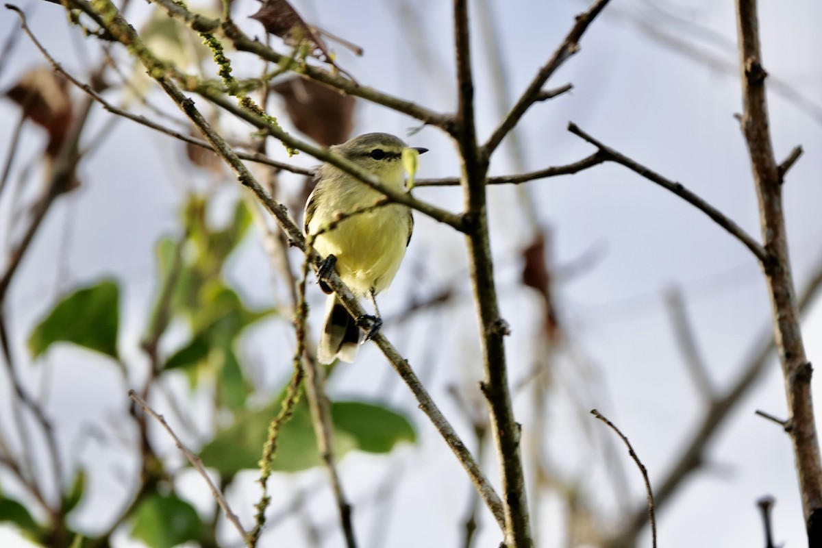 Lesser Wagtail-Tyrant - ML634019899