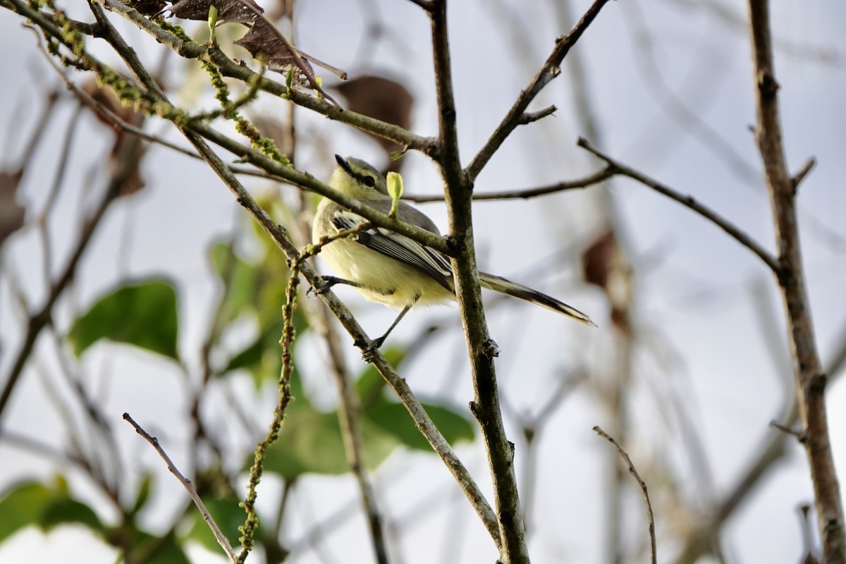 Lesser Wagtail-Tyrant - ML634019900