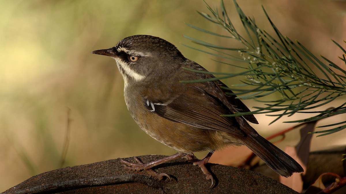 White-browed Scrubwren (White-browed) - ML634019949