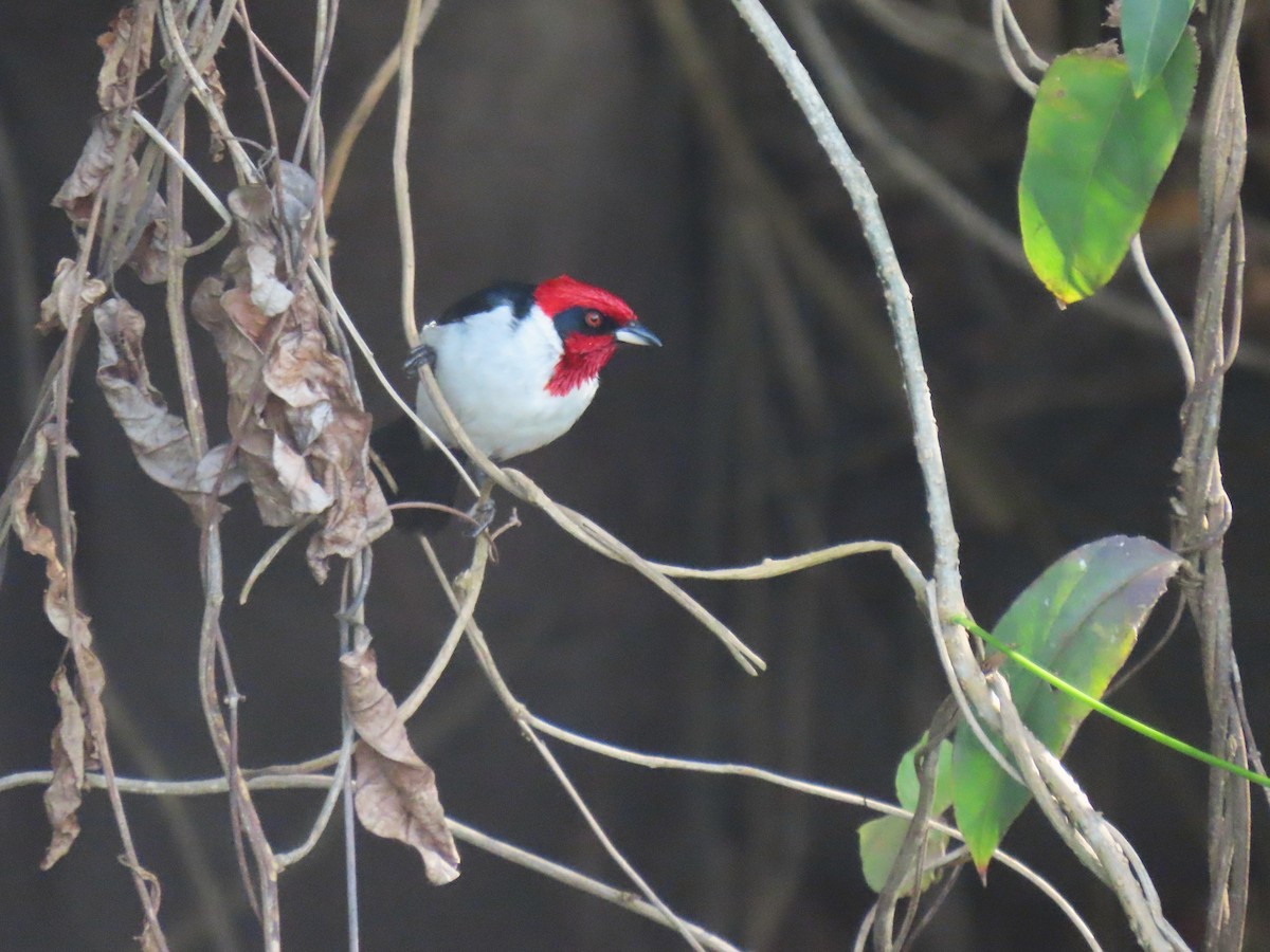 Masked Cardinal - ML634020050