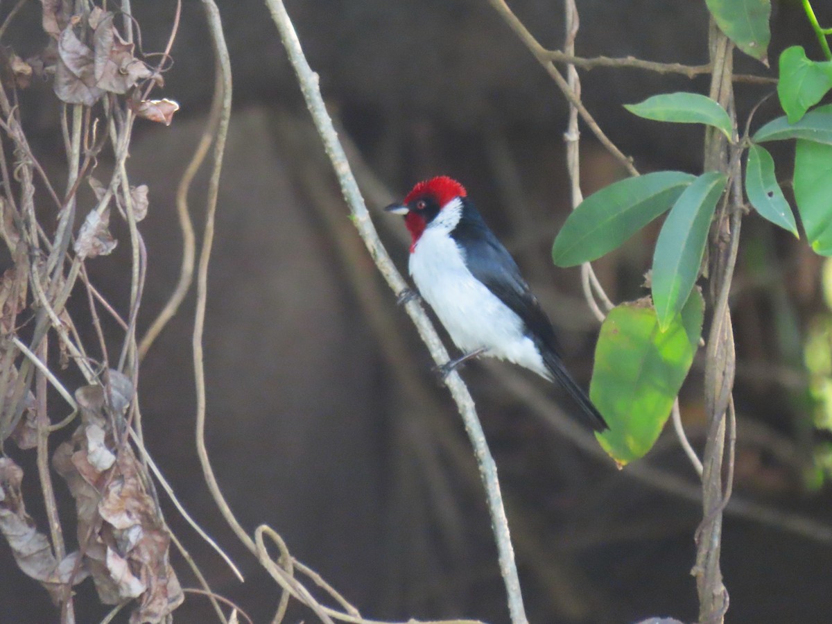 Masked Cardinal - ML634020051