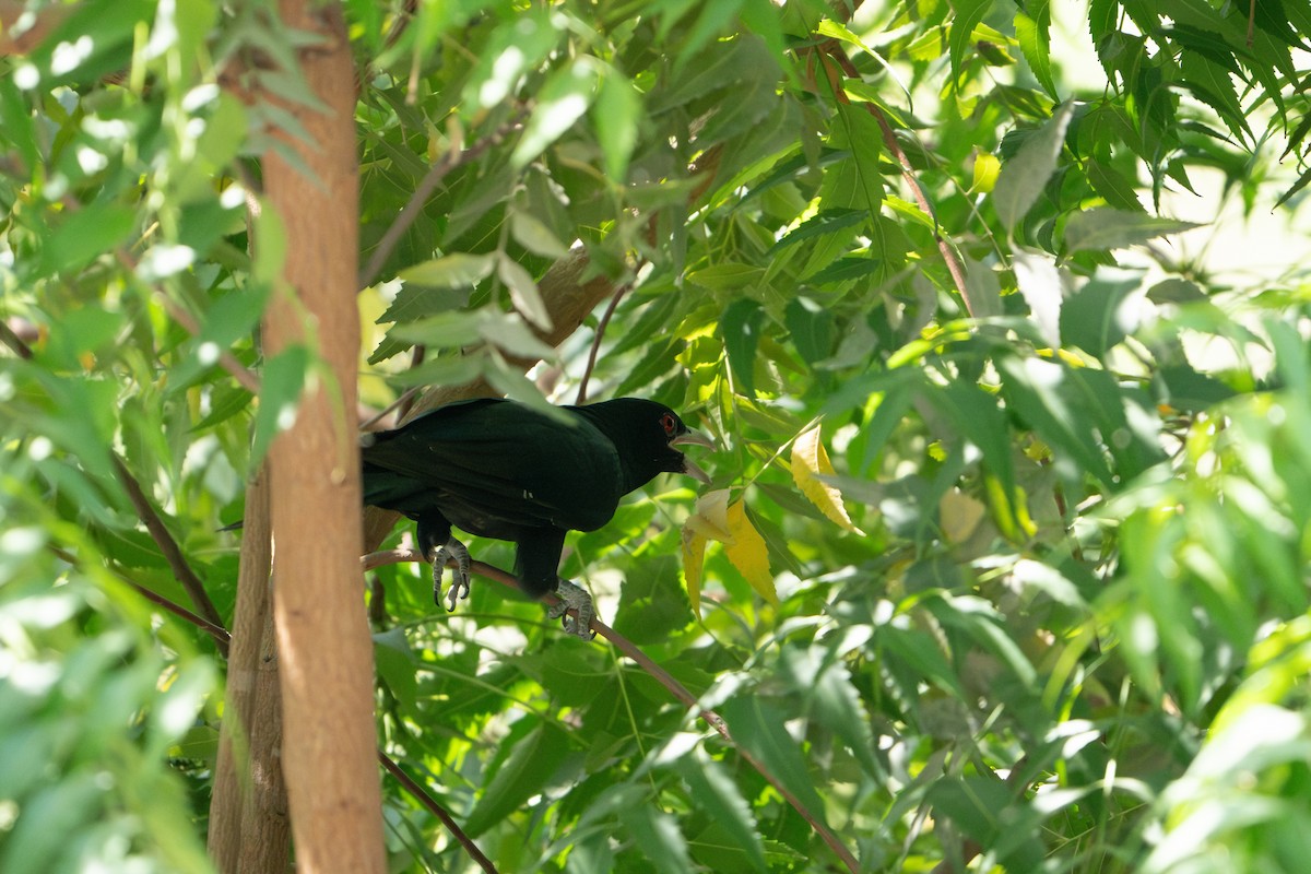 Koel - ML634020157