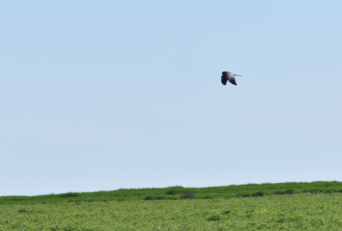 Hen Harrier - ML634020158