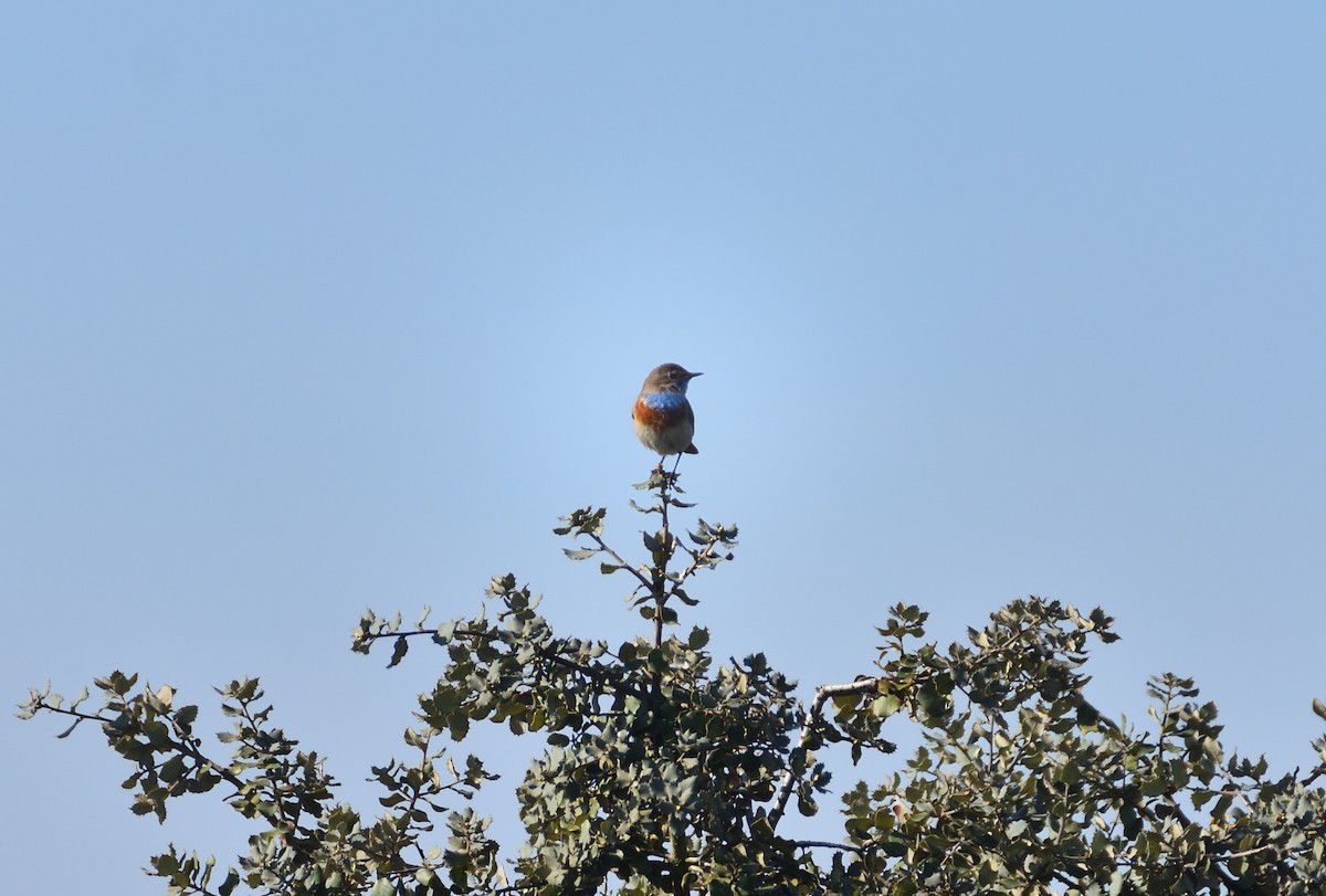 Bluethroat - ML634020202