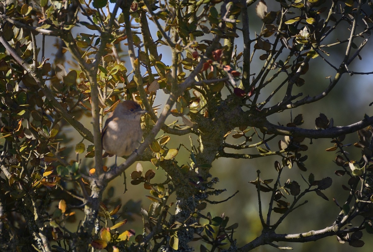 Eurasian Blackcap - ML634020208