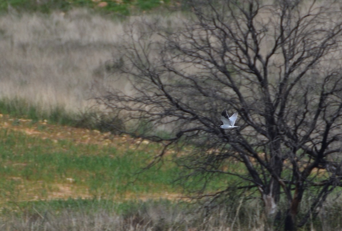Black-winged Kite - ML634020211