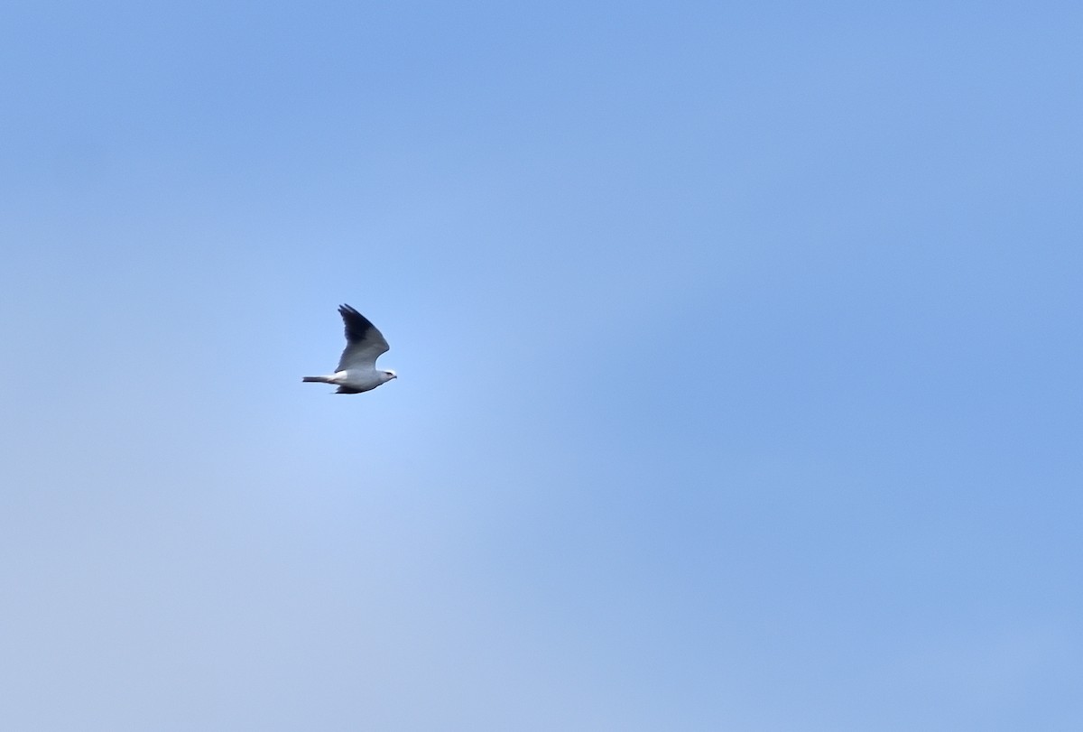 Black-winged Kite - ML634020212