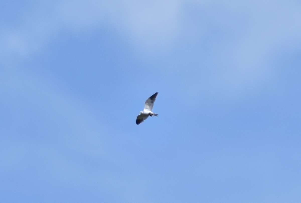 Black-winged Kite - ML634020213