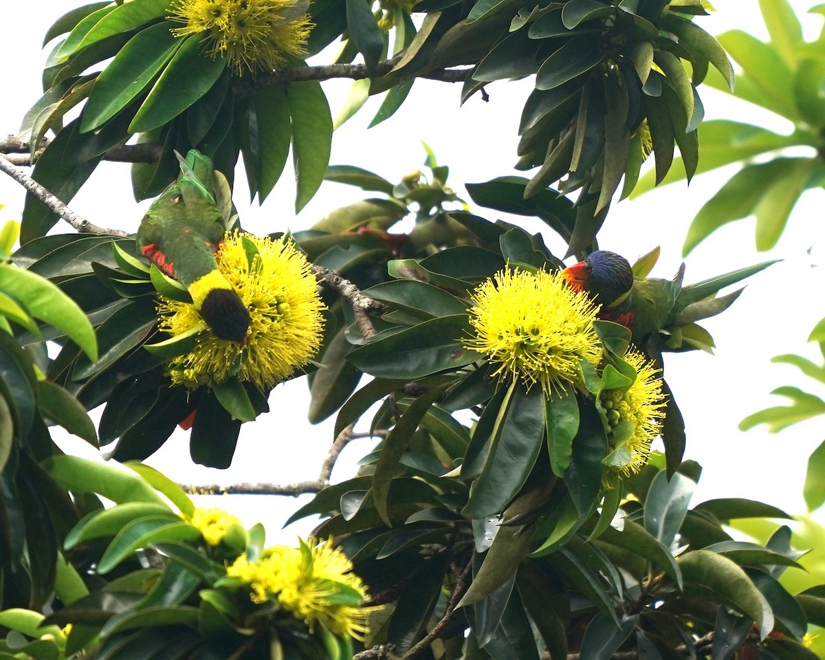 Coconut Lorikeet - ML634020300