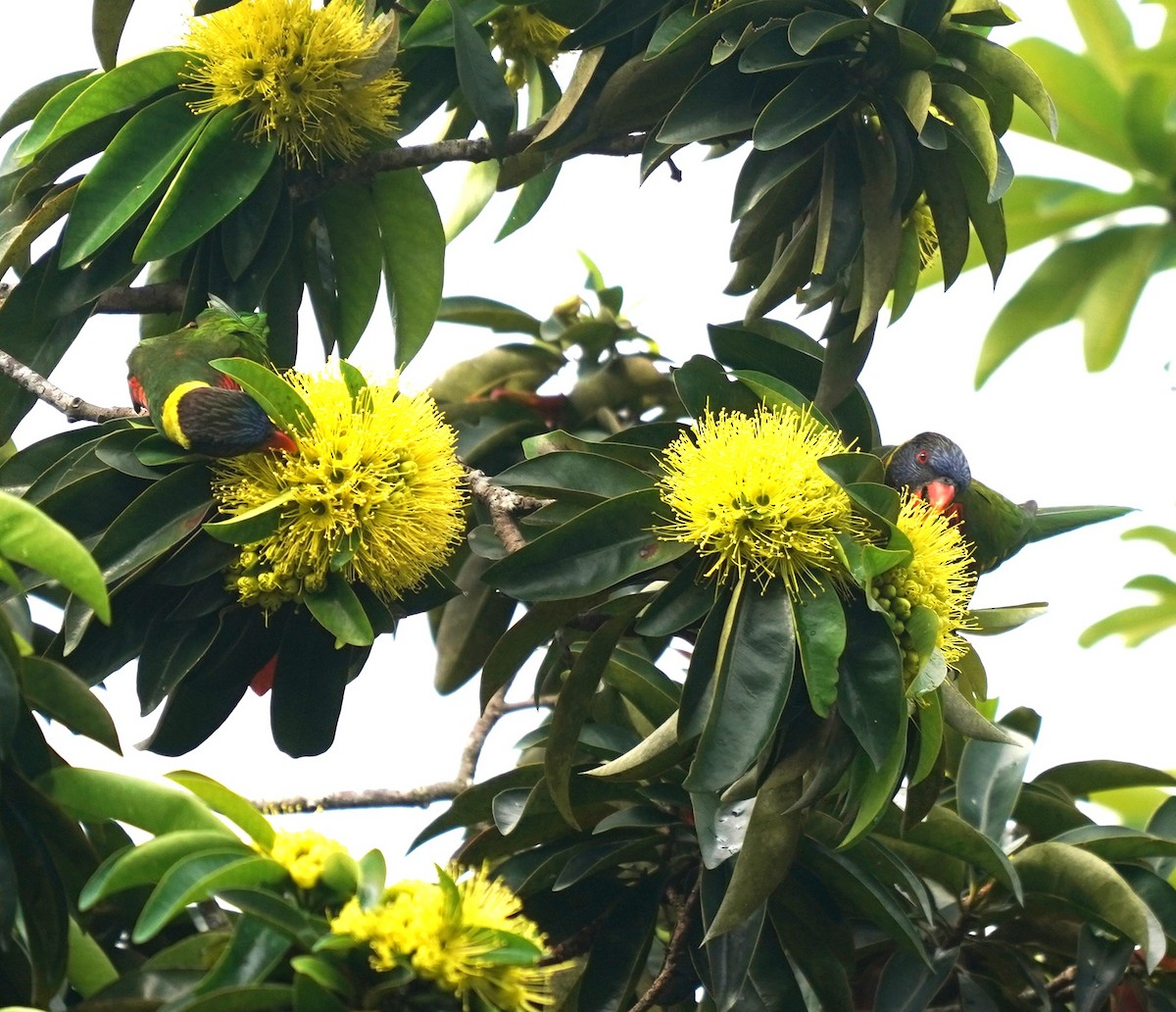 Coconut Lorikeet - ML634020301
