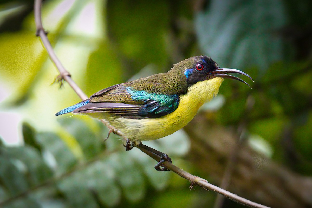 Metallic-winged Sunbird (Southern) - ML634020312