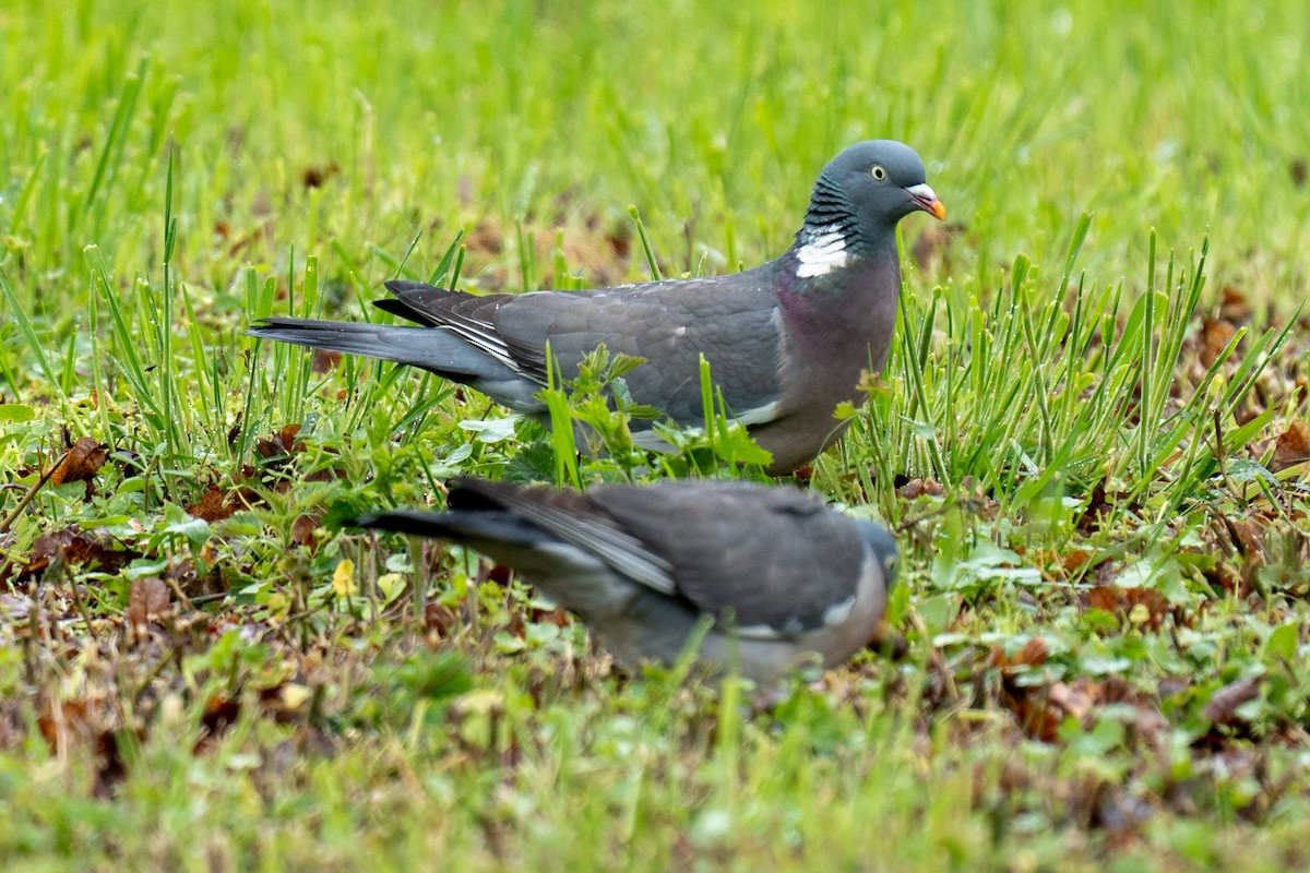 Ойн тагтаа - ML634020630