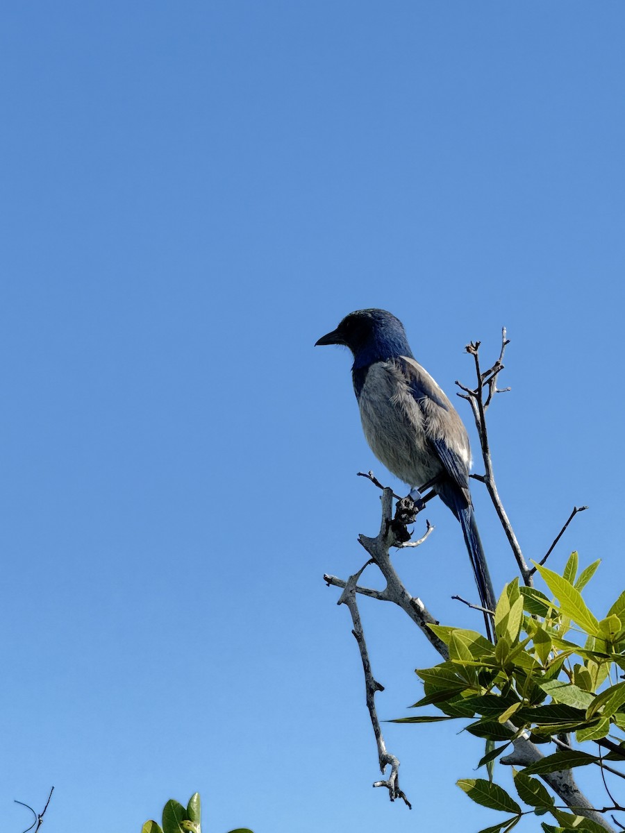 Florida Scrub-Jay - ML634020862