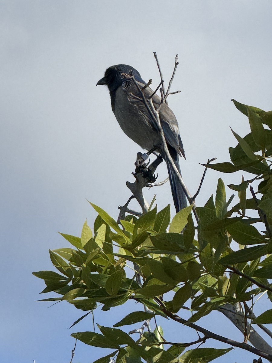 Florida Scrub-Jay - ML634020874