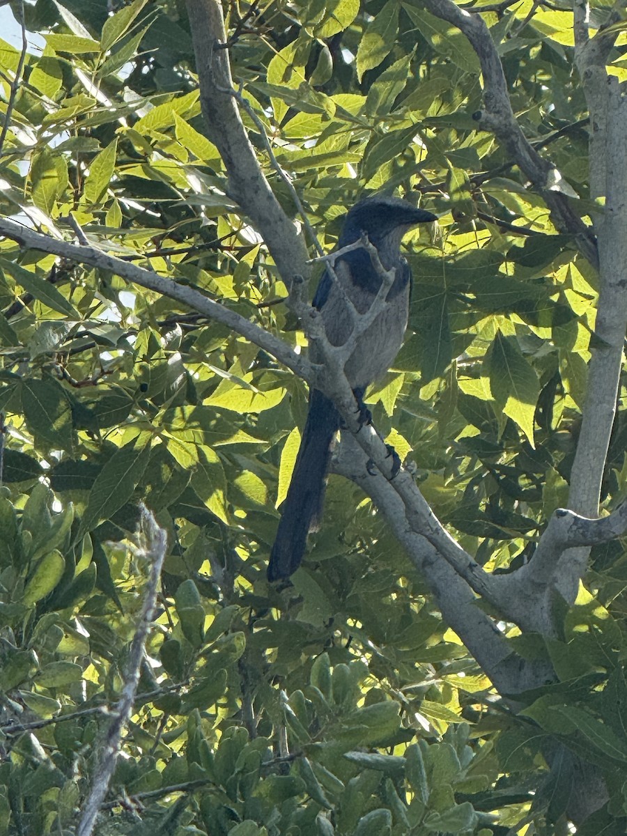 Florida Scrub-Jay - ML634020875