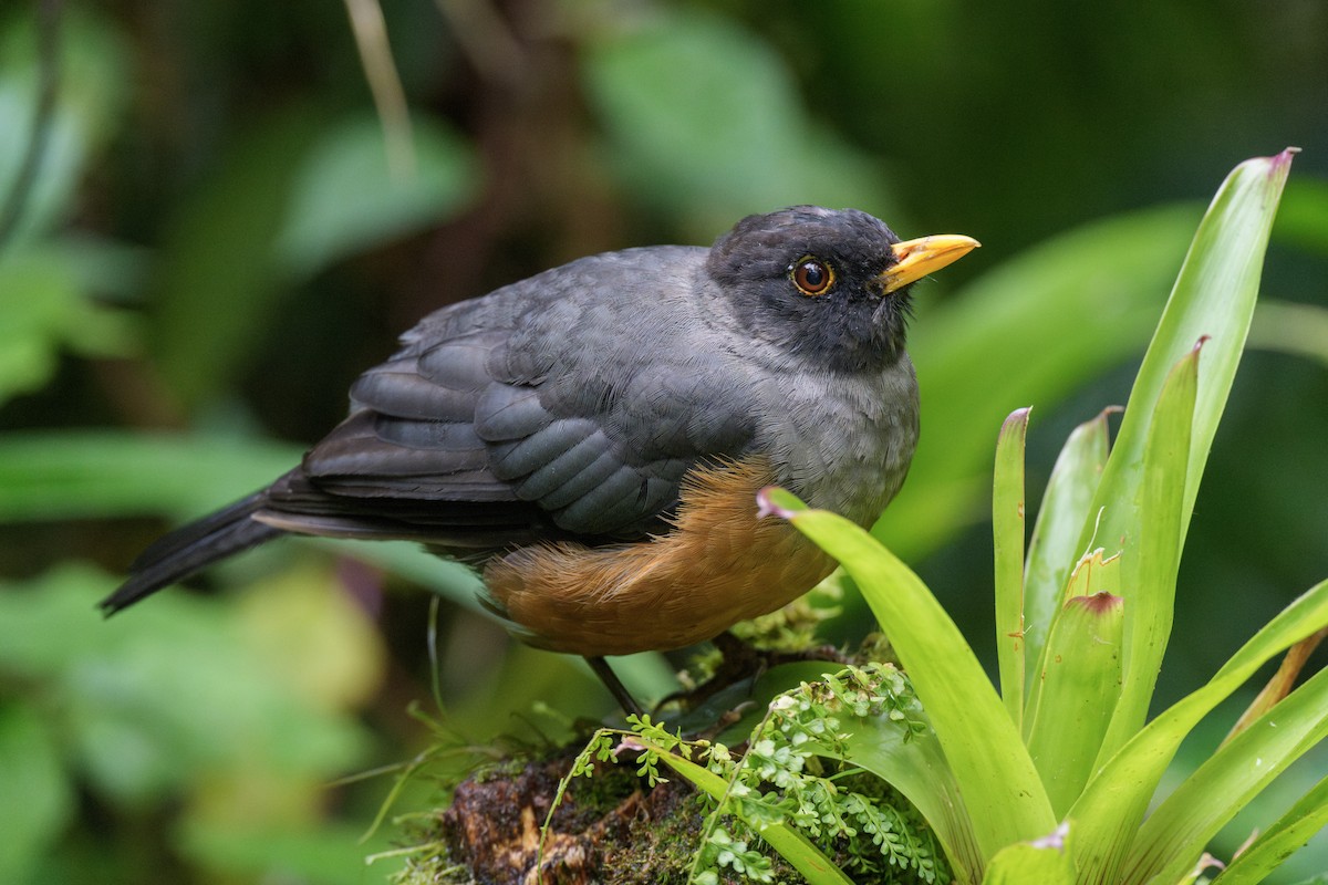 Chestnut-bellied Thrush - ML634021089