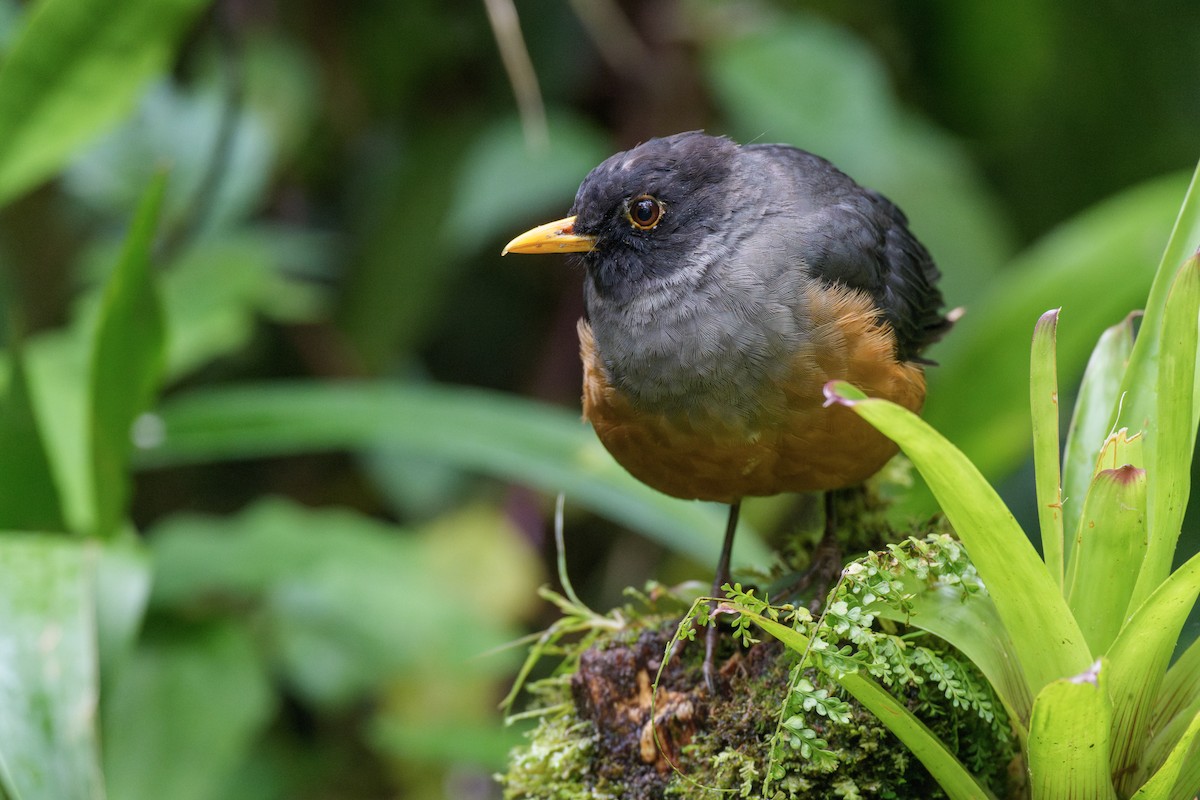 Chestnut-bellied Thrush - ML634021090