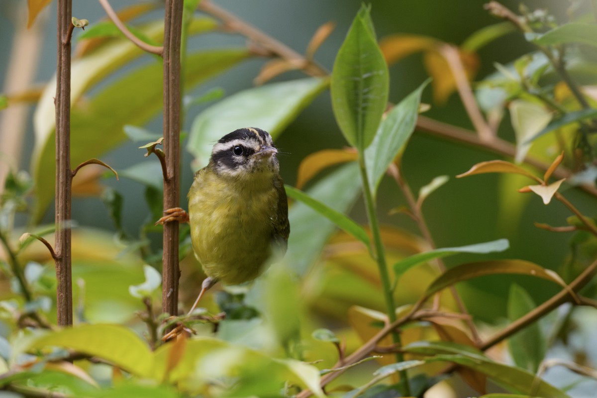 Dreistreifen-Waldsänger - ML634021095