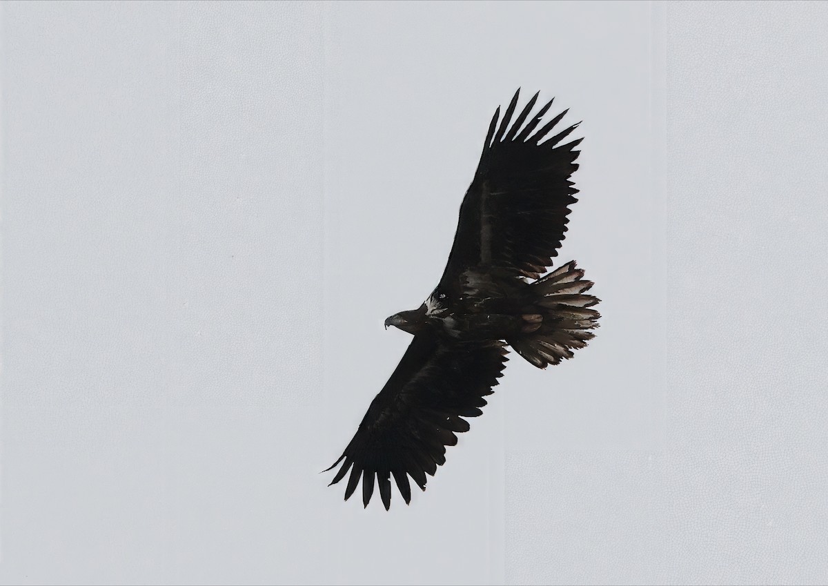 White-tailed Eagle - ML634021155