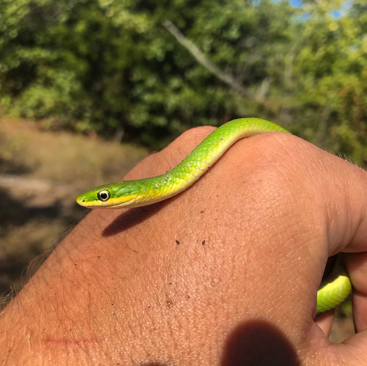 Rough Greensnake - ML634021236