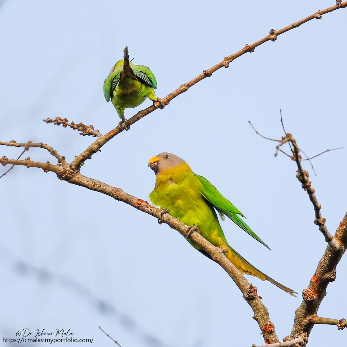 Blossom-headed Parakeet - ML634021394