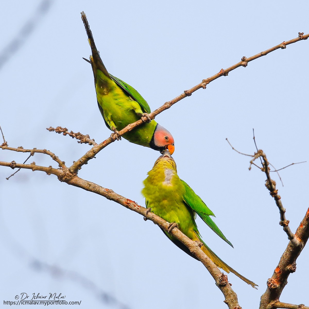 Blossom-headed Parakeet - ML634021395