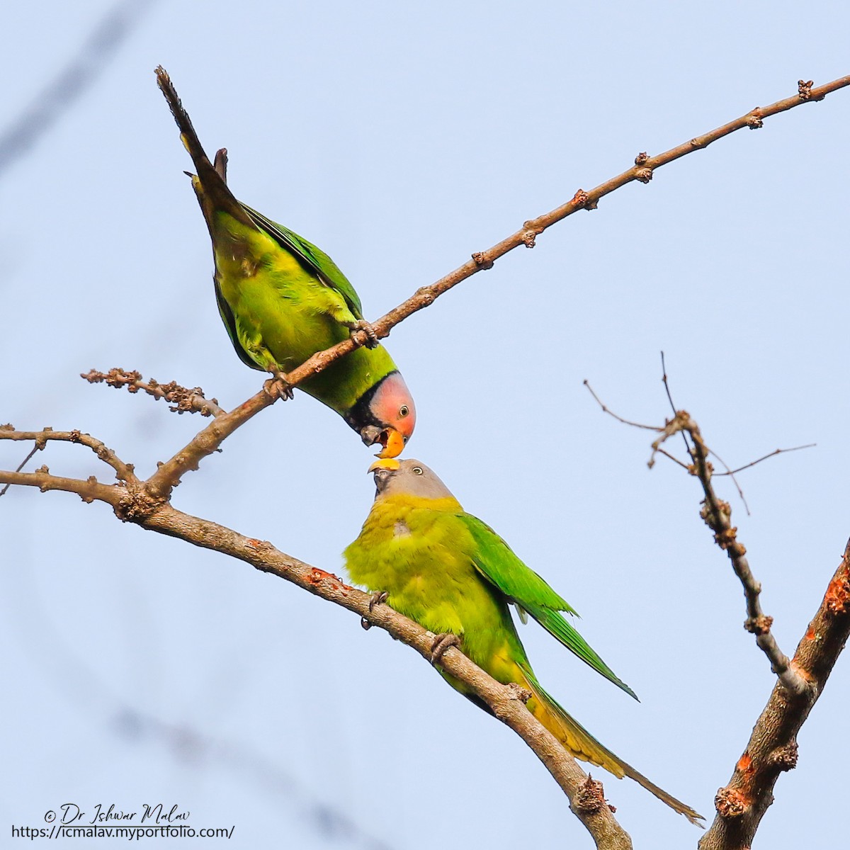 Blossom-headed Parakeet - ML634021396