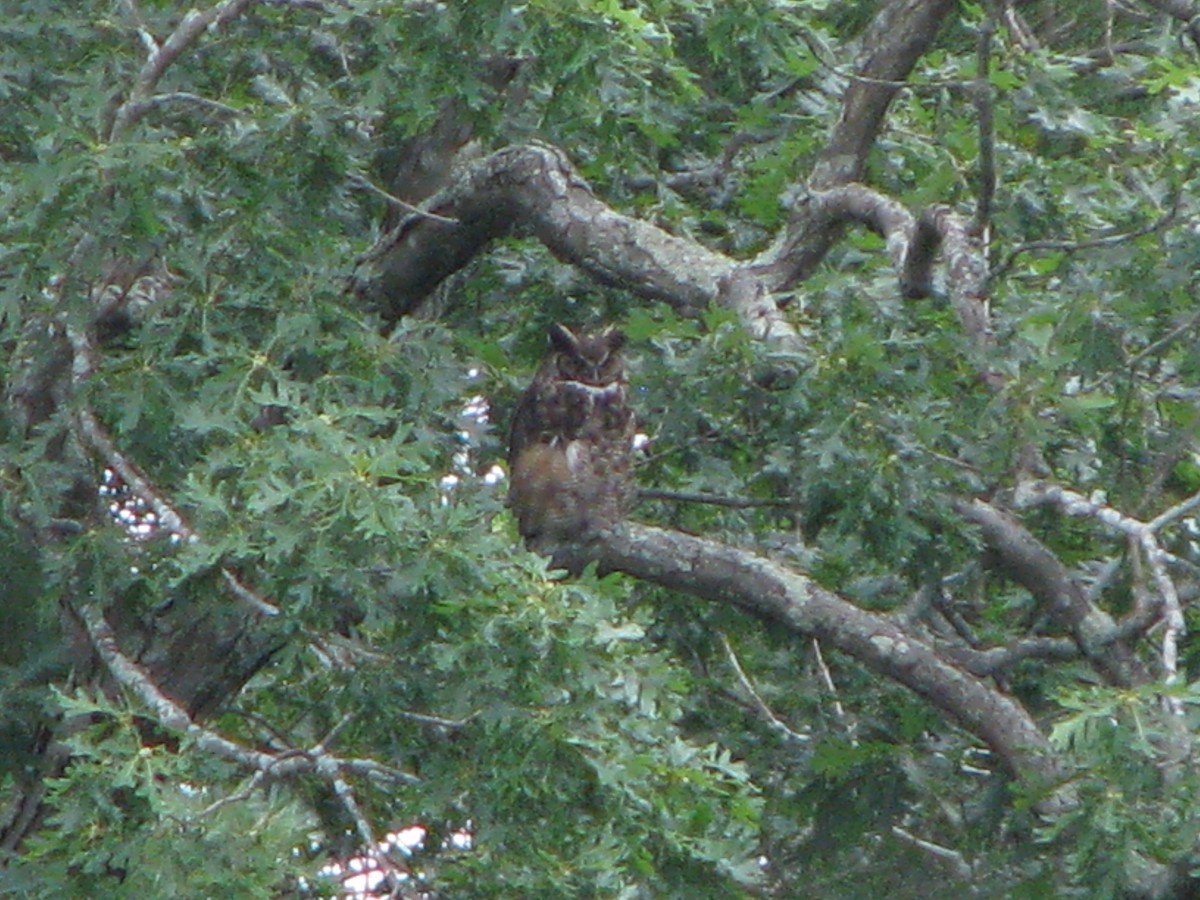 Great Horned Owl - ML63402141