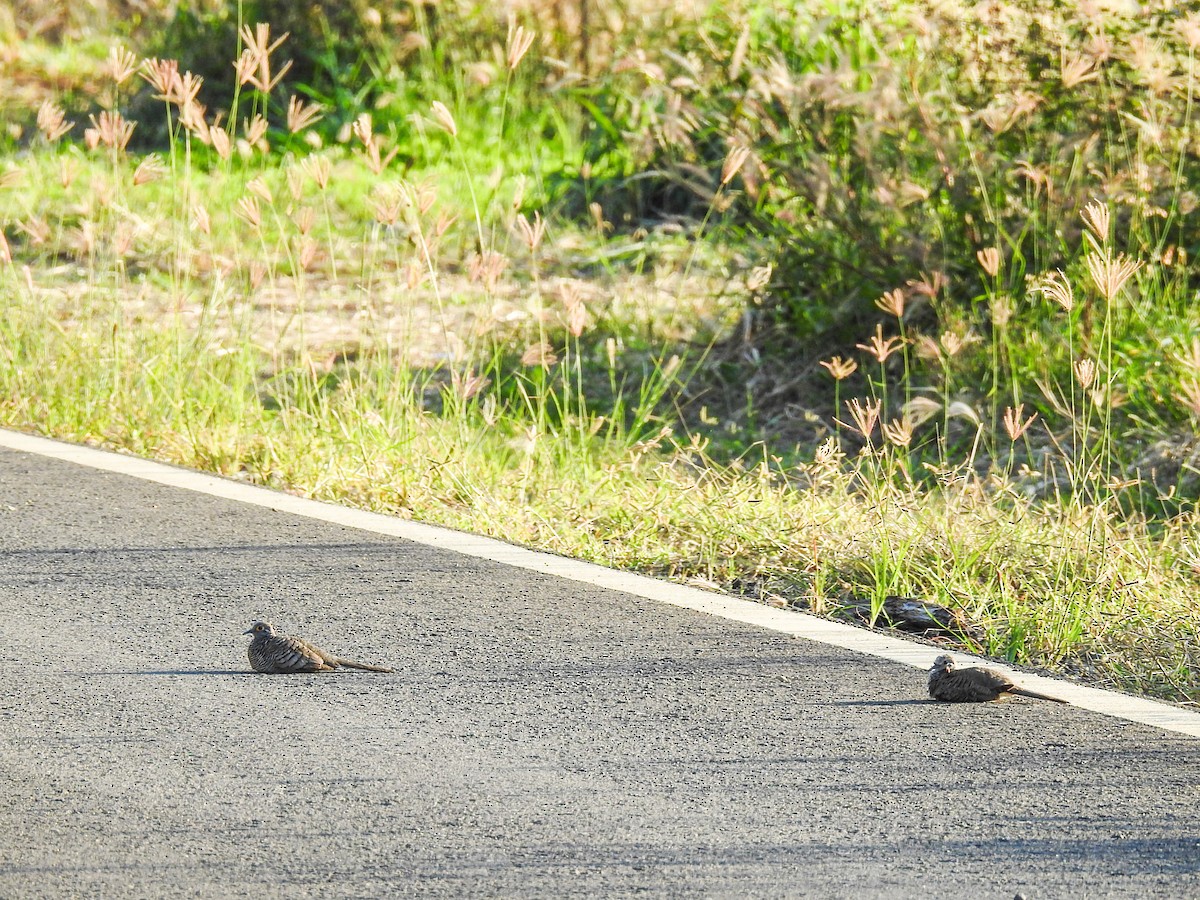 Barred Dove - ML63402171