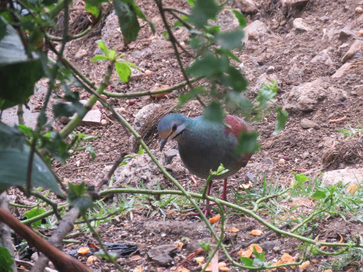 Buff-fronted Quail-Dove - ML634021740