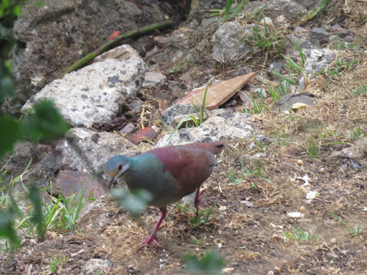 Buff-fronted Quail-Dove - ML634021741