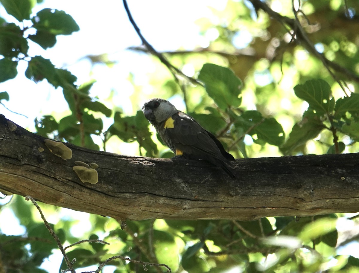 Rüppell's Parrot - ML634021752